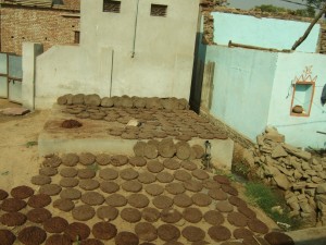 Dung patties drying in the sun, later to be used for fuel.