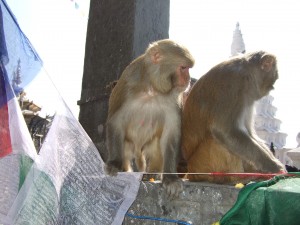 Monkeys rule the temple