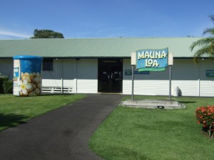 Mauna Loa Factory, but macadamia nuts are for sale everywhere.