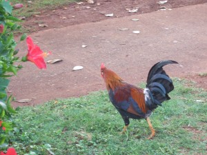 Chicken crossing a road because he's Hawaiian.