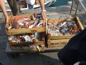 The daily catch at Santa Margherita.