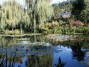 Monet's water garden at Giverny.