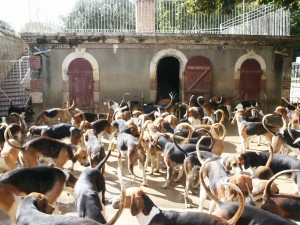 Feeding time for the hunting dogs.