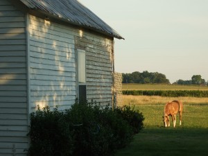 Kentucky horse sanctuary.