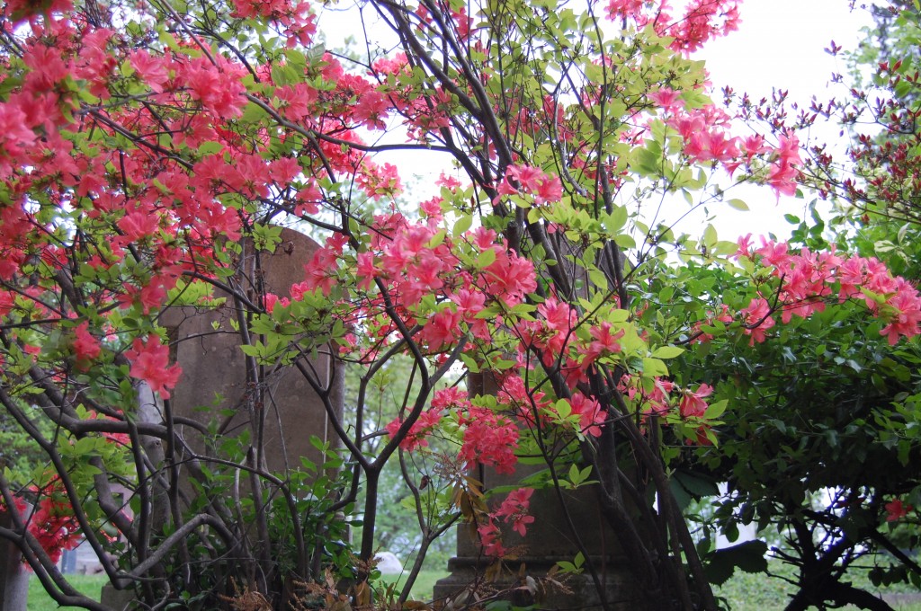 Mount Auburn Cemetery (Cambridge) in the Spring. It is also gorgeous in Fall.