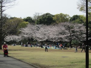 The gardens at Tokyo's Imperial Palace. Cherry blossoms are in full bloom, and the Japanese have rolled out their blue tarps for "Hanami" -- cherry blossom parties where they enjoy picnics and take hundreds of photos.
