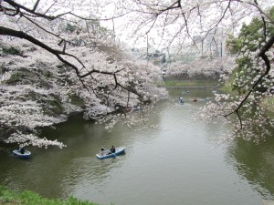 Rowboat rental season starts with cherry blossoms.