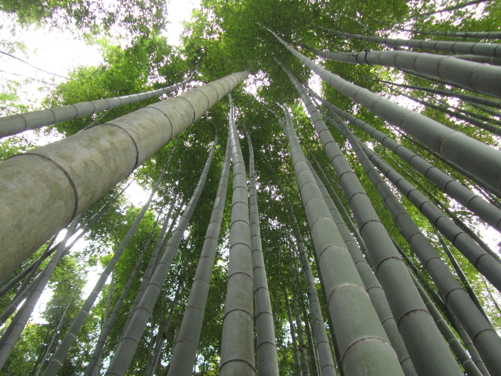 Bamboo Forest