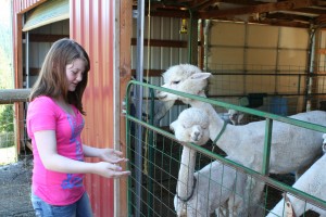 Megan at the Alpaca farm near Mt. Hood.