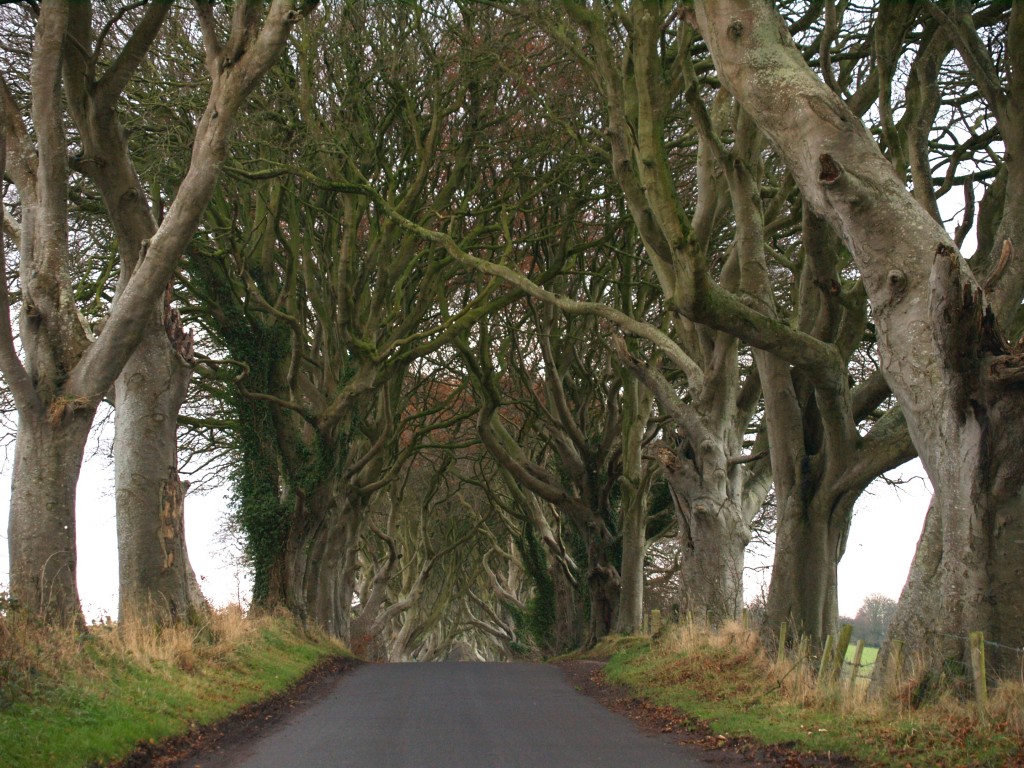 The Dark Hedges, inland from the Antrim Coast (and where Arya Stark on Game of Thrones made her escape after leaving King's Landing)