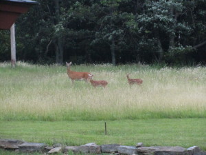 Our dinner guests at Polymath Park.